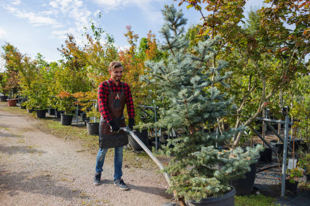 Trusted Portales, NM Tree Service Experts